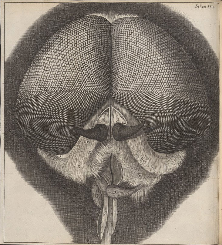 Robert Hooke, Micrographia, head and eyes of drone-fly. Wellcome Collection. Attribution 4.0 International (CC BY 4.0). Source: Wellcome Collection