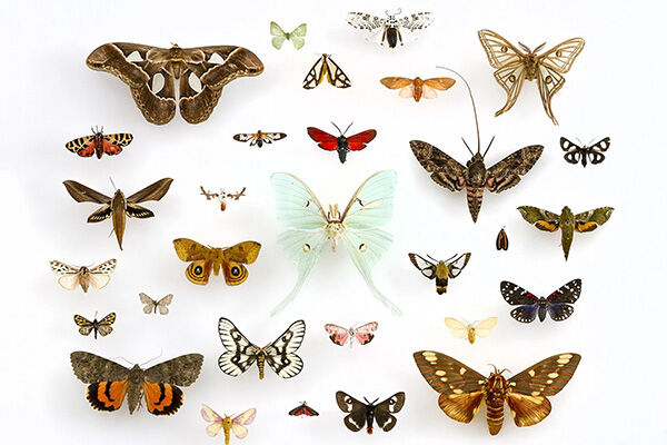 Gesch&auml;tzte Sch&auml;tze